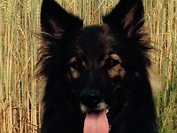 Shani